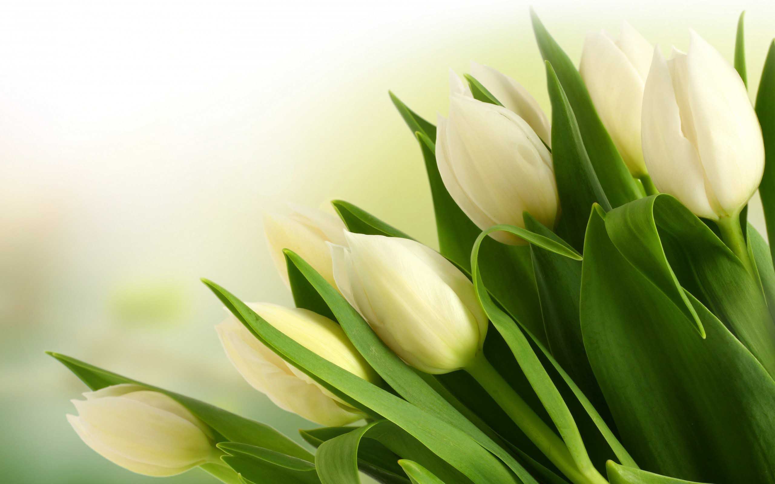 Flowers-Bokeh-Light-Tulips-White-Bouquet-Wallpaper-2560x1600