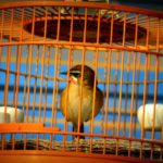 bird-in-cage-1386508696FuS