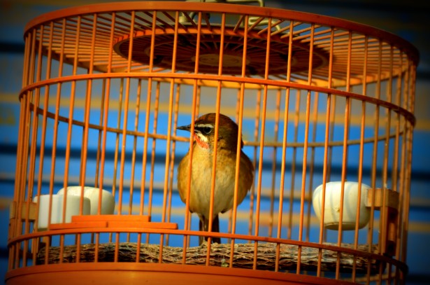 bird-in-cage-1386508696FuS